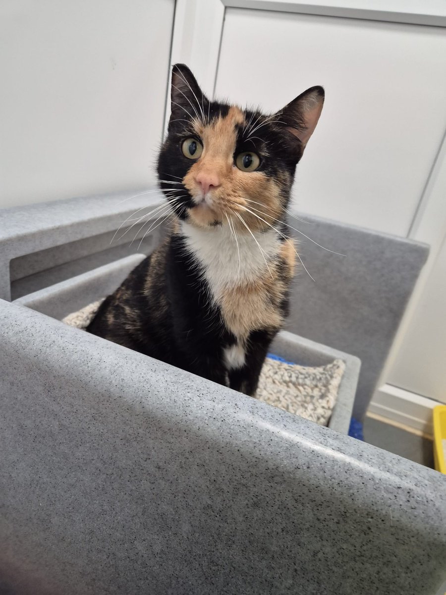 CatsTyneside's tweet image. Do you recognise these cats? ‼️

This lovely mother and son duo were brought into our centre after they were found straying in the NE29 area, they aren't chipped.

If you have any info, please contact us on: 
📧 enquiries@tynesideac.cats.org.uk | 📞 0191 653 1052 

Thank you ♥️