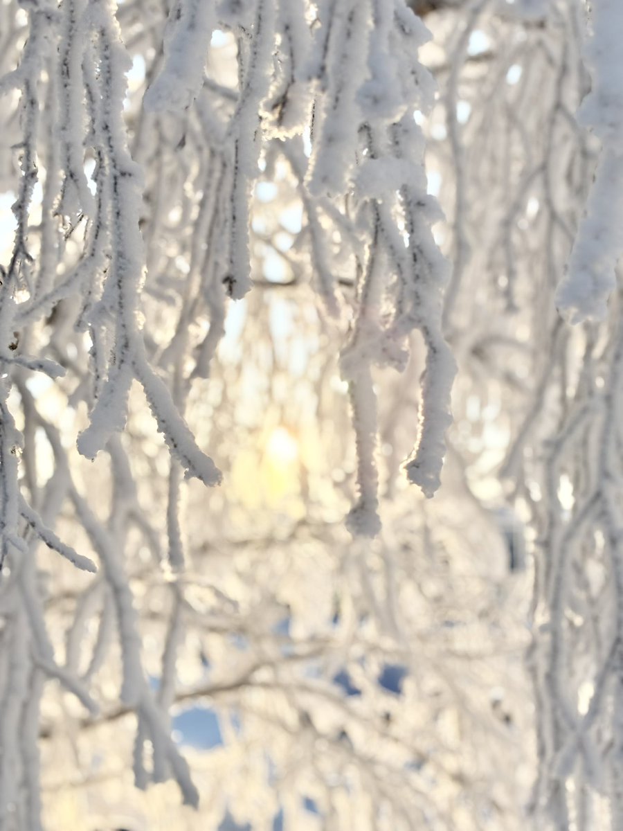 planetstroller's tweet image. 굿 모닝 from 로바니에미! 세상에 너무너무 아름답고 너무너무 신나요! 마지막 사진은 클릭해서 꼭 빛기둥을 보세요!