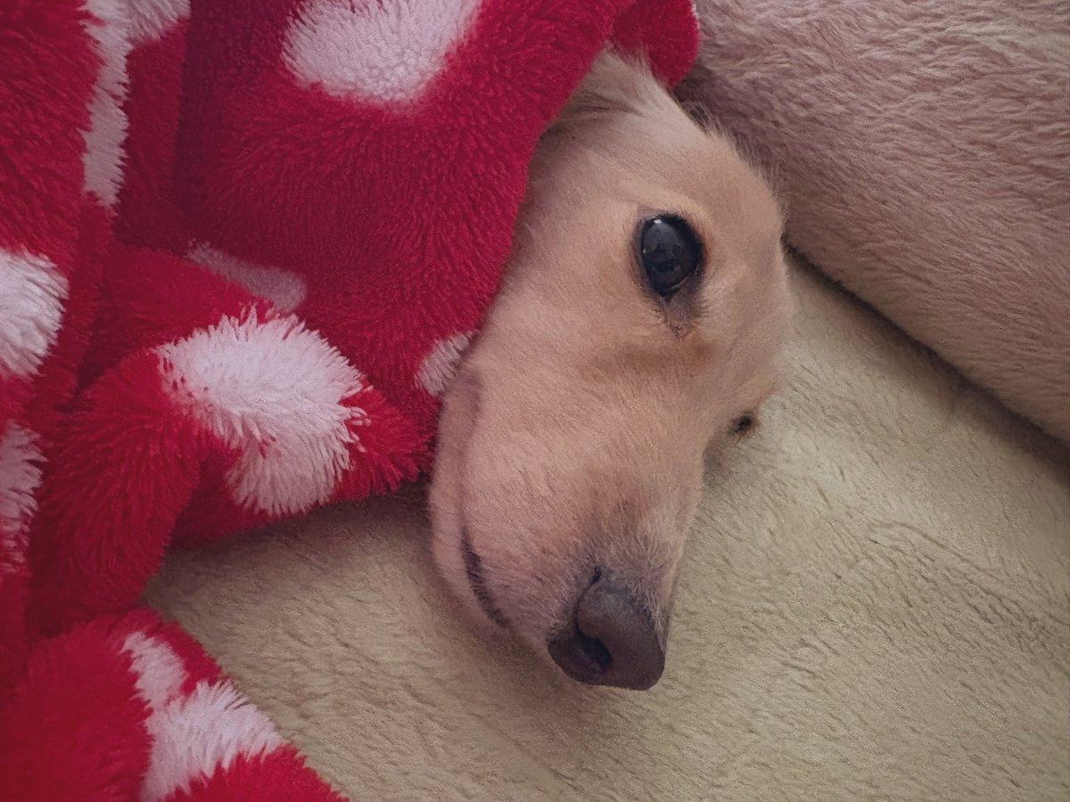 そると🧂 tweet media