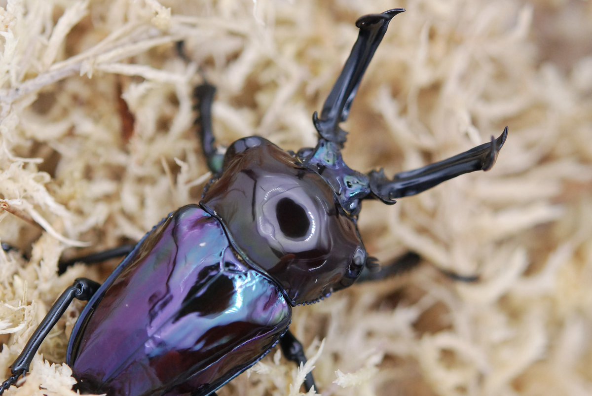 カブ太郎クワ次郎 (@1978insectkbkw) / Posts / X