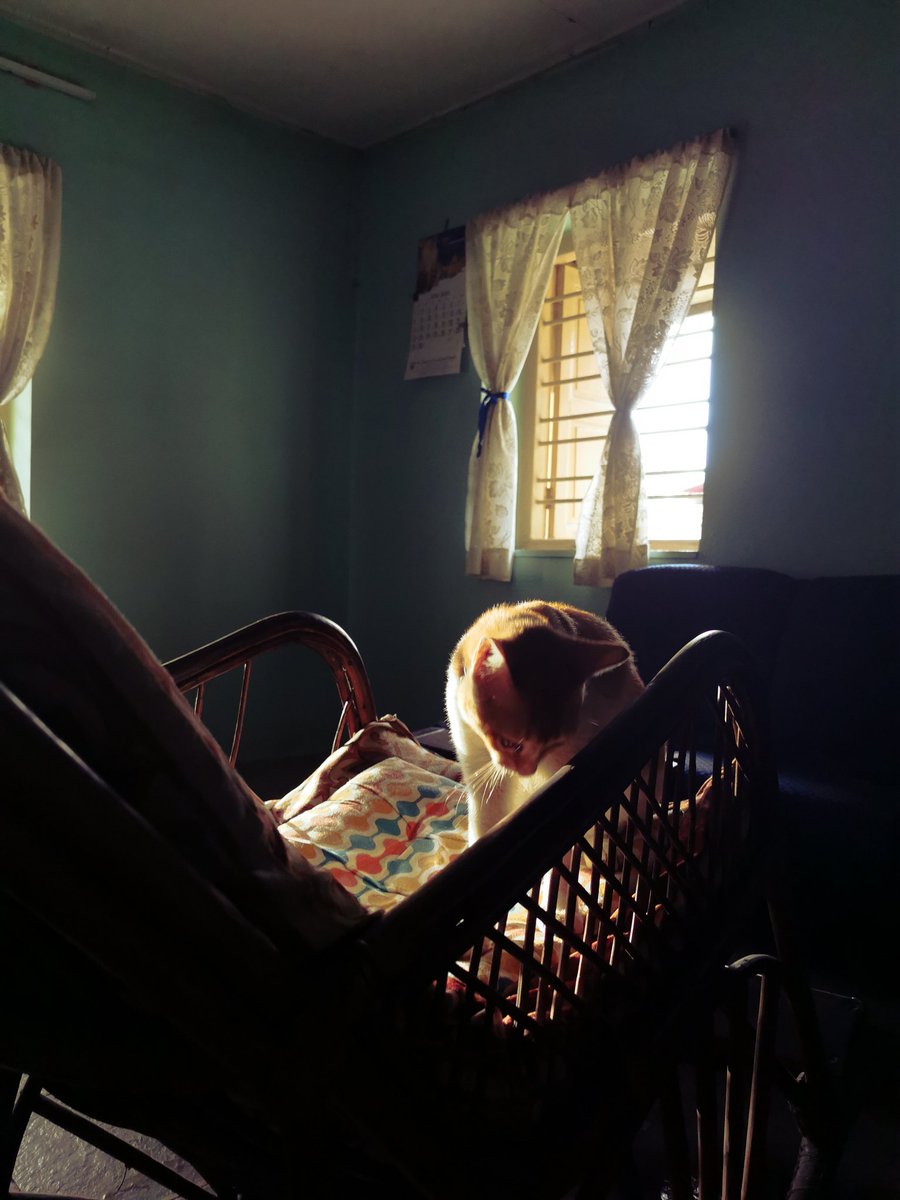 GinelleJE's tweet photo. portraits of cats catching their light https://t.co/6s4akoJFgQ