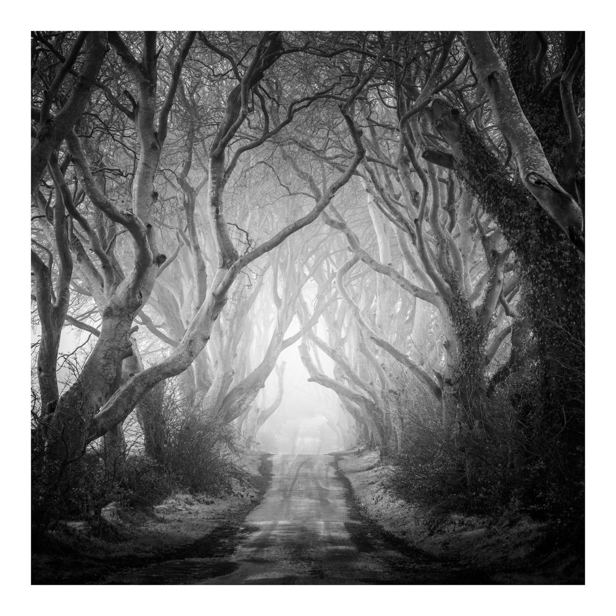 VultureLabs's tweet photo. Dark Hedges https://t.co/rmyFmwv6rq
