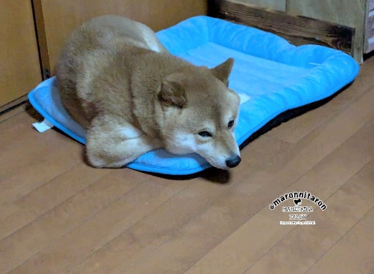 腕だけ別のもののタロ
\ﾑｷﾑｷ/💪