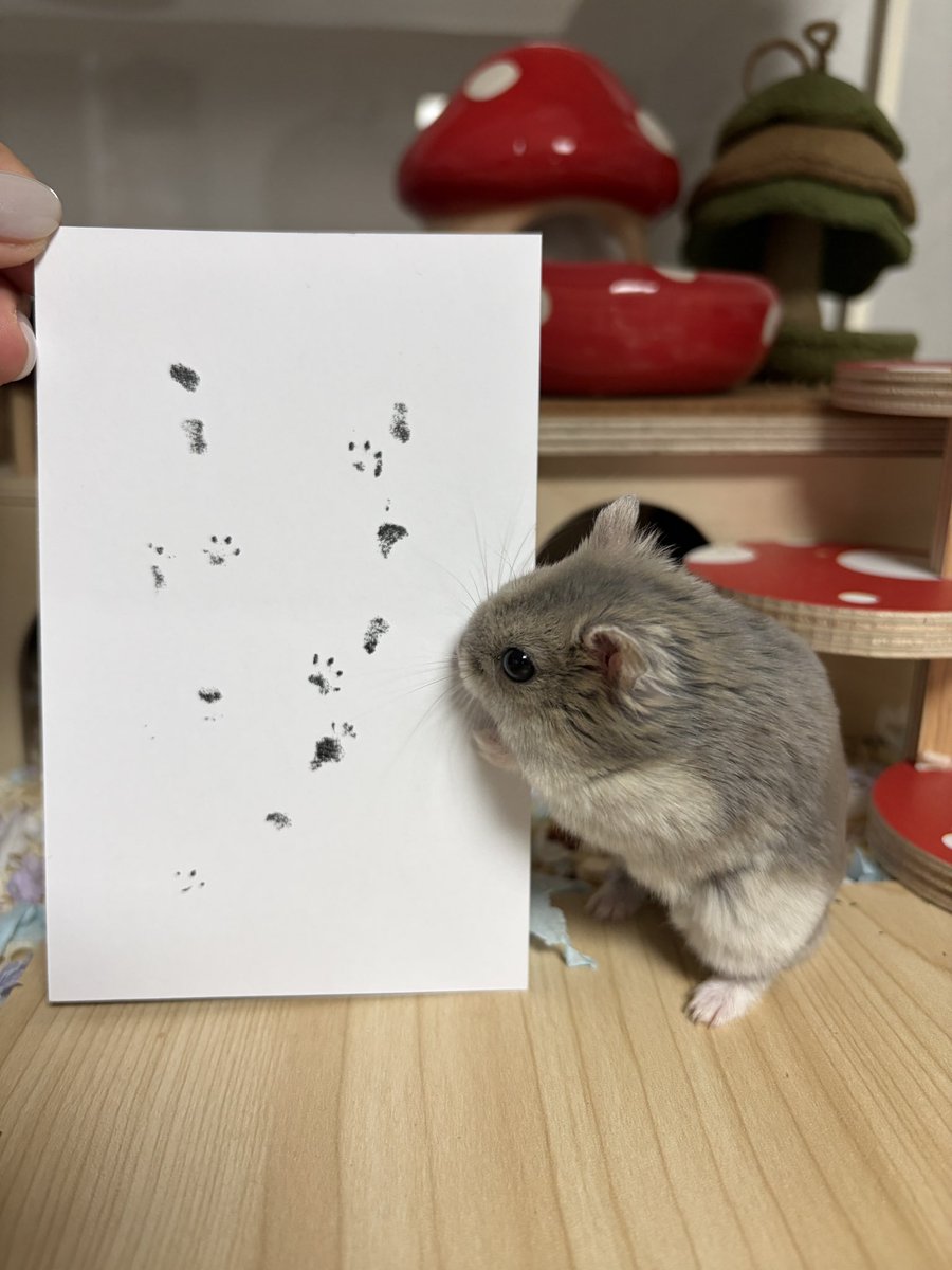 🥟두두🌱 tweet media