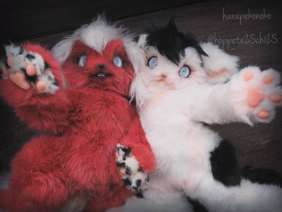 おうち探し中のおふたりです
二人揃うと紅白になってなんだか縁起が良さそうになります

❤️紅→ auctions.yahoo.co.jp/jp/auction/d12…

🤍白→ auctions.yahoo.co.jp/jp/auction/u12…