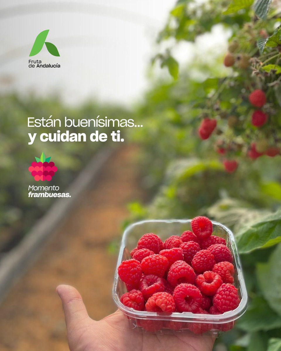 🚨Aviso importante. Estas #frambuesas no solo están buenísimas… también cuidan de ti. En FRUTA DE ANDALUCÍA es #MomentoFrambuesas. Estamos en temporada de una fruta que no solo es deliciosa. También es una gran aliada de tu salud 💪