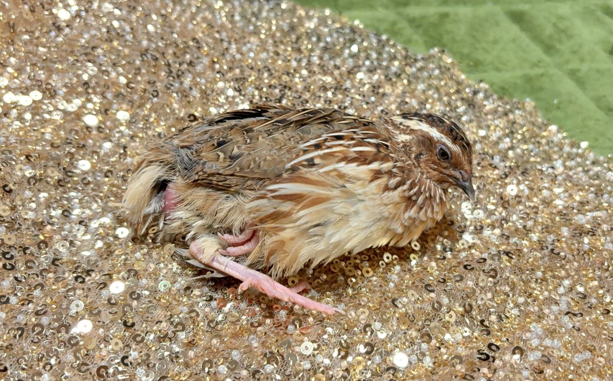 🐥幸せそうでかわいい☺️☺️☺️