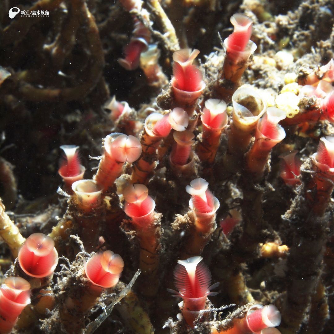 新江ノ島水族館 tweet media