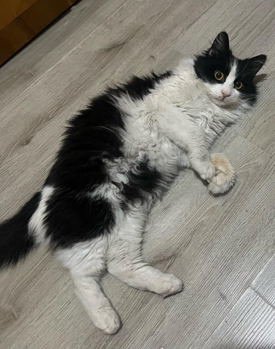 politikpufff's tweet image. ESKİŞEHİR NARİN KIZ YUVA ARIYOR🙏🏻
feno abileri ablaları acaba rt lemeniz mümkün mü🥹🐾
3 aylık, dişi, sağlıklı. iç dış yapıldı
Norveç Orman bebeği; sevecen,bisküvi masajı yapıyor 🥹
iletişim:dm açık
@berfaydmr @amisuui
@minkominkom
@hangoveresk26
@hala_delirmedim
@semakkurt1