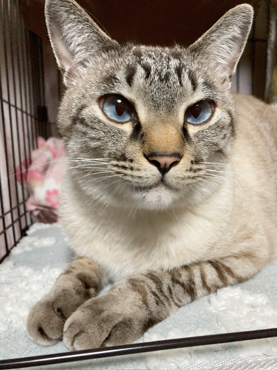 そら🐾 (@_sora0613_) / Posts / X