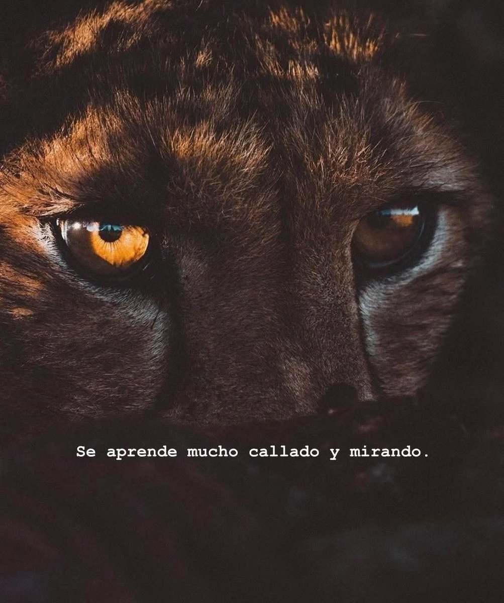 BANDIDOS (@bandidosfrasess) on Twitter photo 