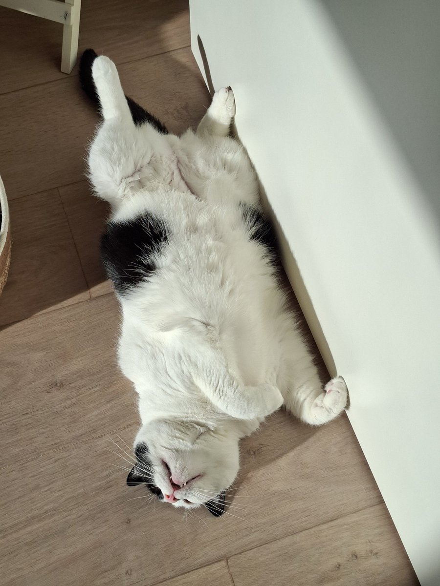 Patricia💞Puck🐈Zorro🐈‍⬛en Bella😺🐾 tweet media