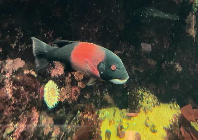 California fish We're unforgettable
