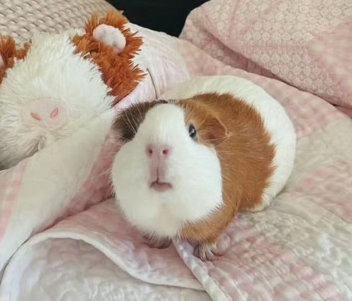 とうもろこし tweet media