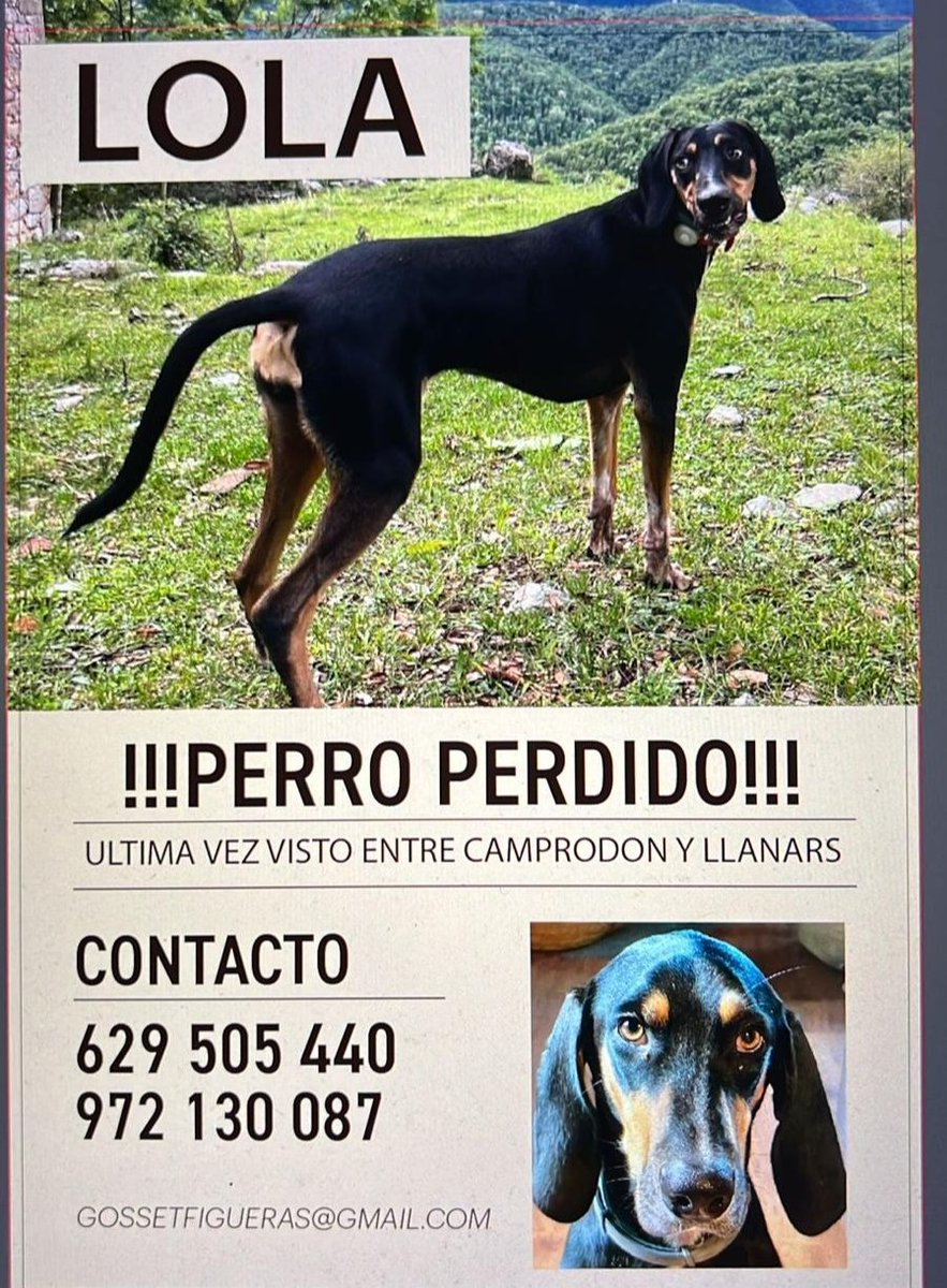 🆘🆘🆘 La Lola  s'ha perdut. Vista per última vegada entre #Camprodon i #Llanars