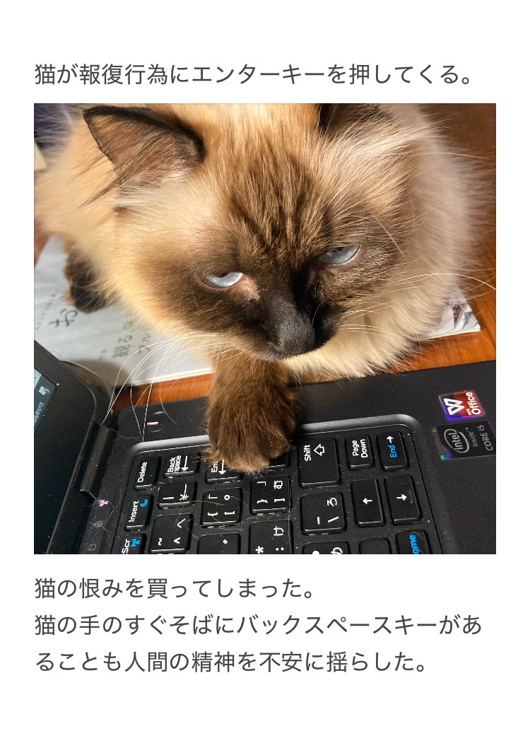 yalalalalalala's tweet photo. 【猫が飲み物で危険な事になった理由】

似たような環境の方はどうかご注意ください。
参考になりましたら幸いです。 https://t.co/suYWQyB0zD