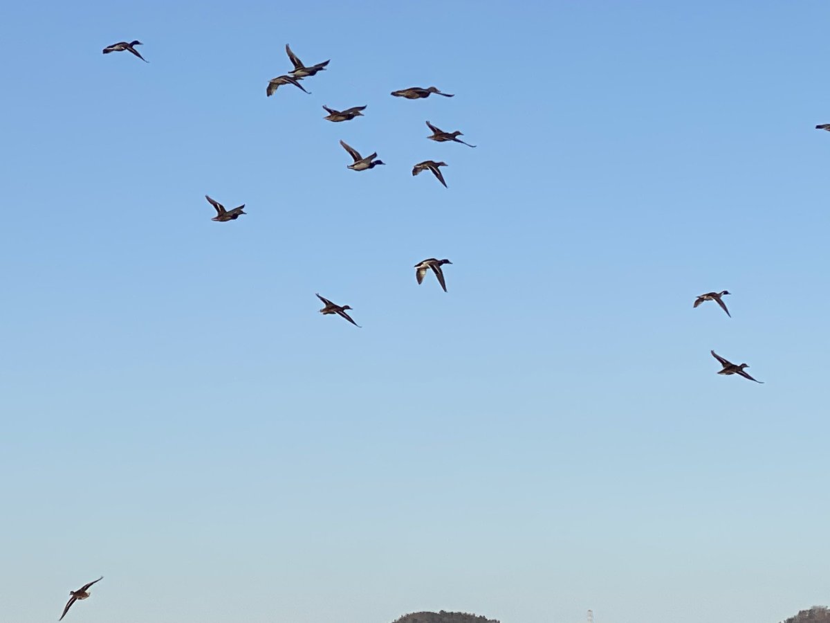 순천만, 탐조대