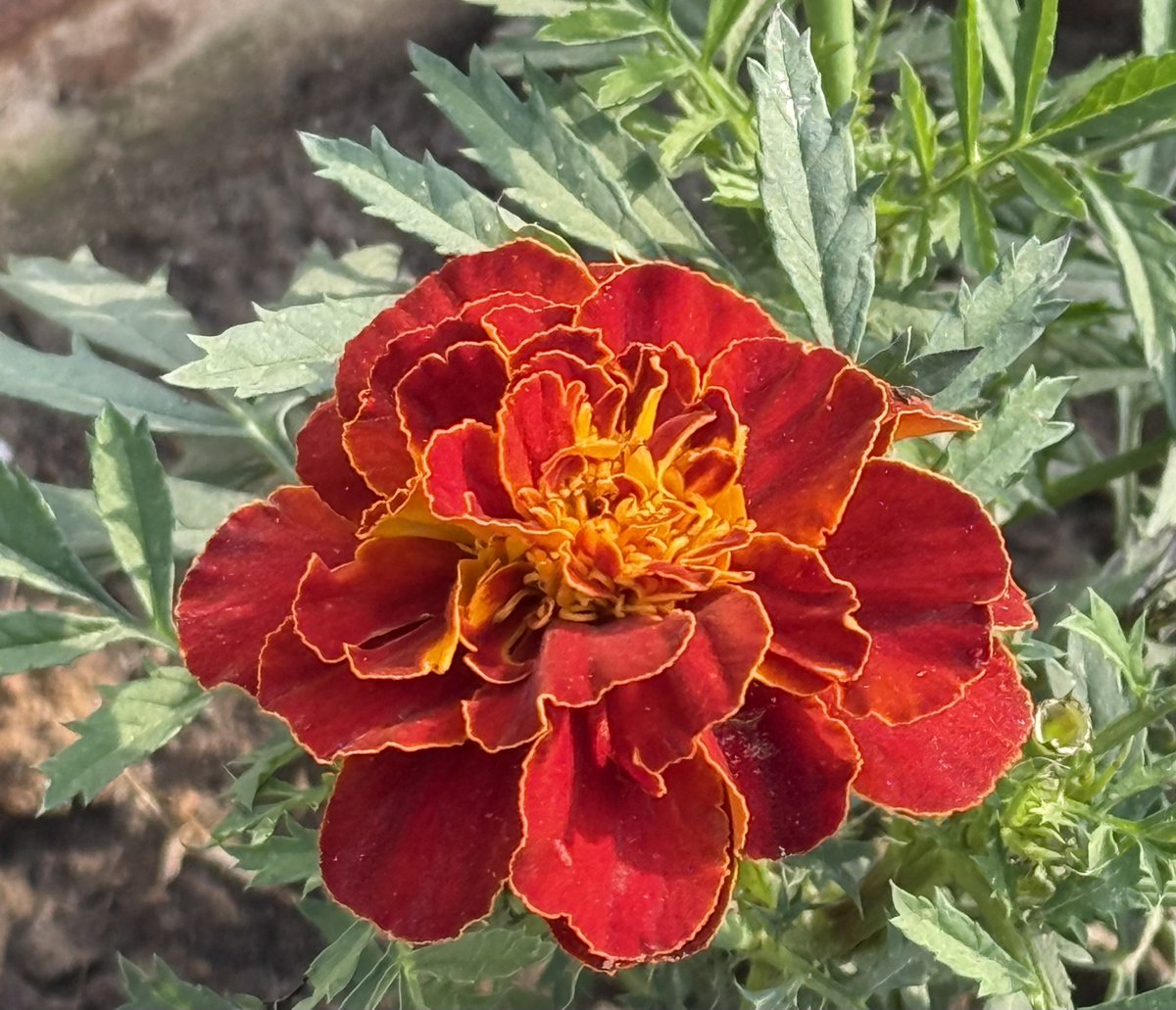 From My Terrace Garden
After yesterday’s rain.