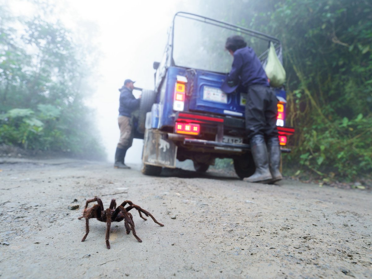 コロンビア遠征本にも載せたお気に入りの一枚。最近、人と生き物の写真を撮るのがすき。

現地ガイドとたちうお(<a href="/hktxx2/">たちうお</a>)、そしてたらんちゅら。

Pamphobeteus sp.