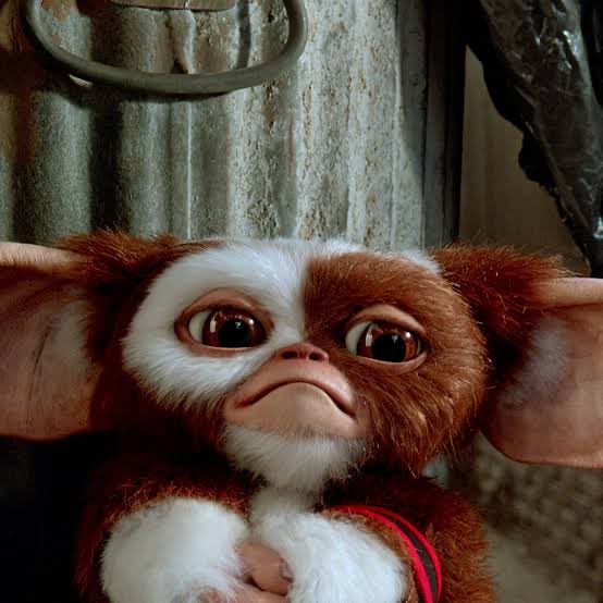 Any idea what this dog is on #SaturdayKitchen