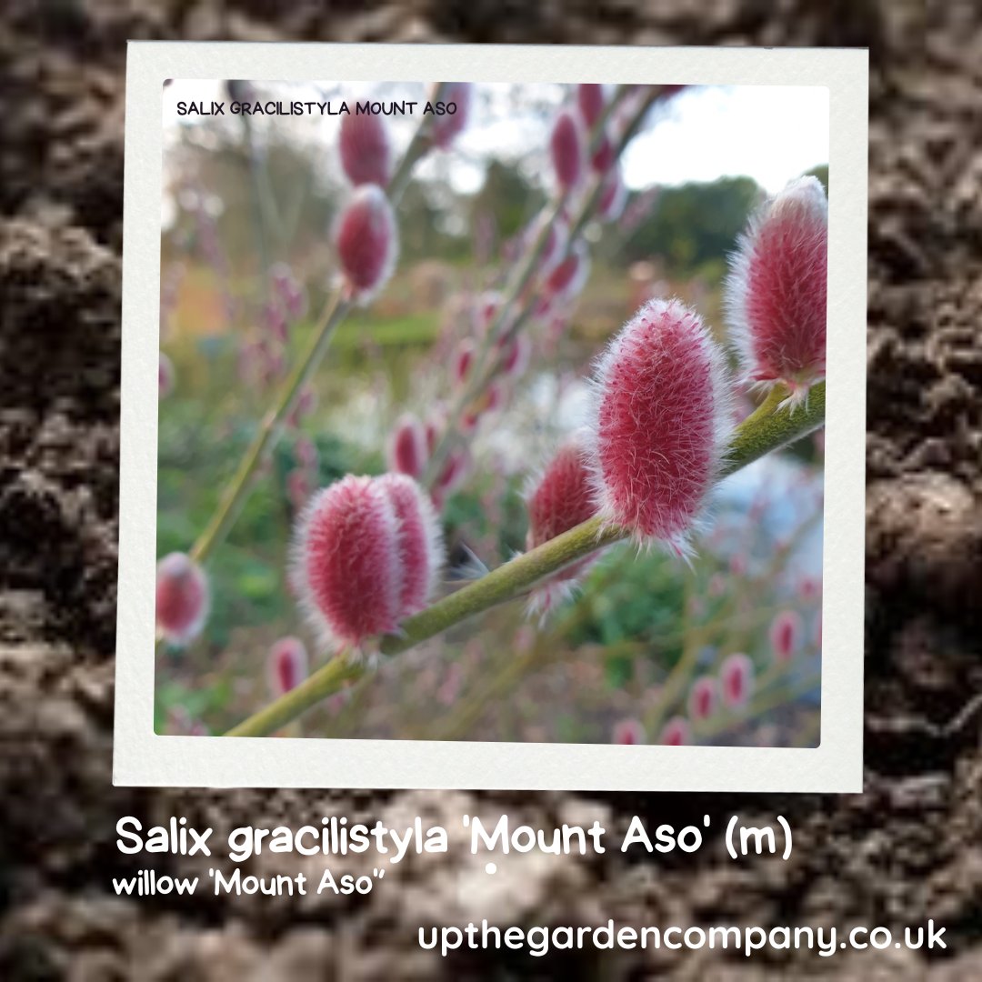 UpTheGardenCo's tweet photo. 🌿 Salix ‘Mount Aso’ – A Graceful Willow for All Seasons 🌿
👉 Read more: https://t.co/t9UtKorm9I

#SalixMountAso #WillowTree #GardenStructure #PlantProfile #GardenInspiration #SeasonalGardening #EvergreenGarden #GardenPlants #UptheGardenCompany #FineFoliage #GardenDesign https://t.co/fD5EjJEcHW