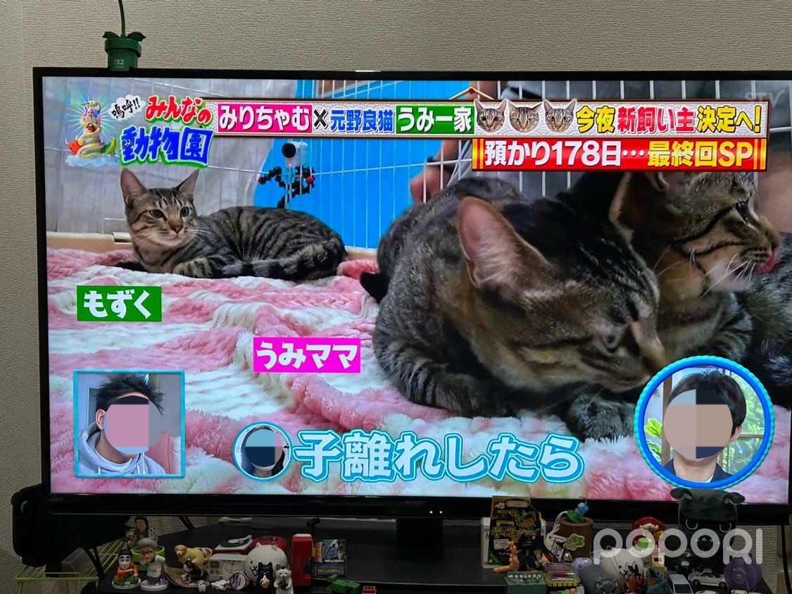 良い里親さん、見つかって良かったね〜😭
やっぱ3匹一緒がいいですね☺️
うみママちゃん、幸せになってね😭
#みんなの動物園