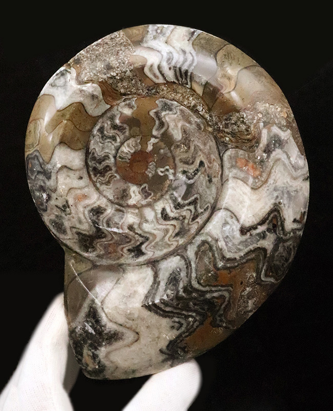 化石　骨格　標本　古生物　アンモナイト アンモナイトの祖先、直径最大部156ミリに達する、大判標本！古生代の