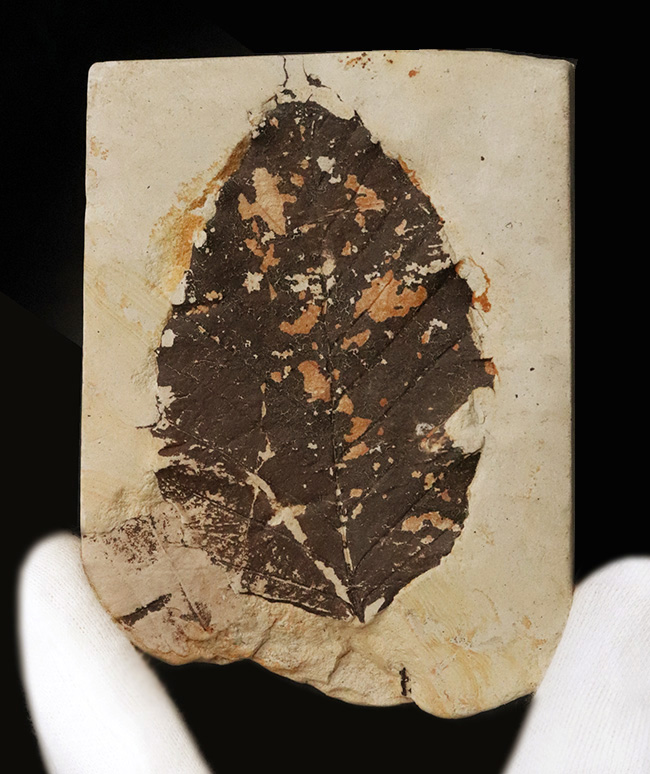 化石石 茶色 葉模様 装飾用 220-002-04.jpg