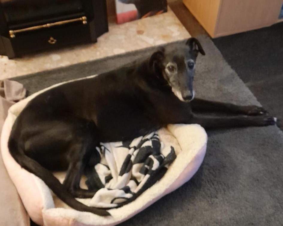 Forever Hounds Trust tweet media