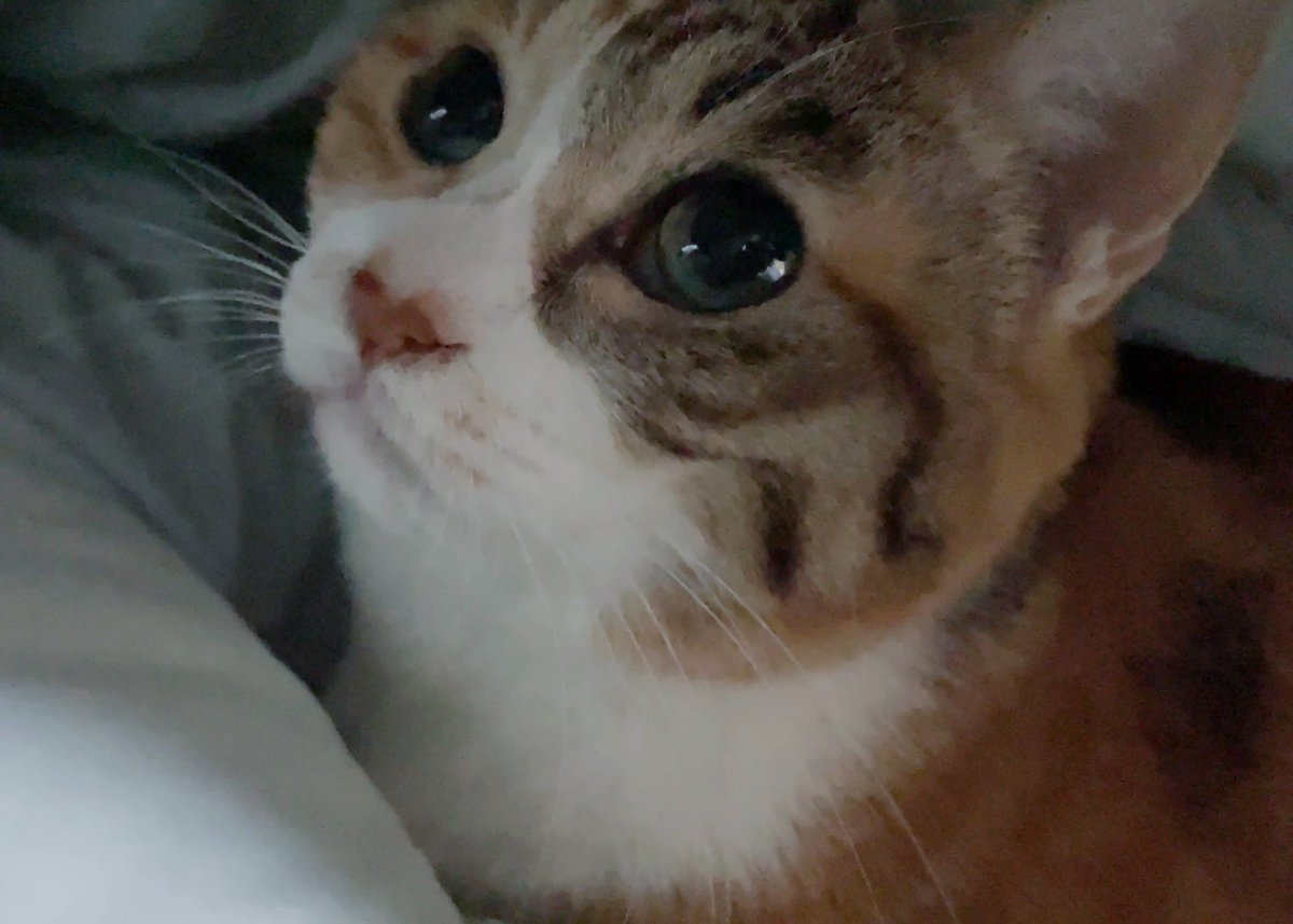 sobun_nekomanga's tweet photo. 2ページ猫漫画「お布団いっしょに」