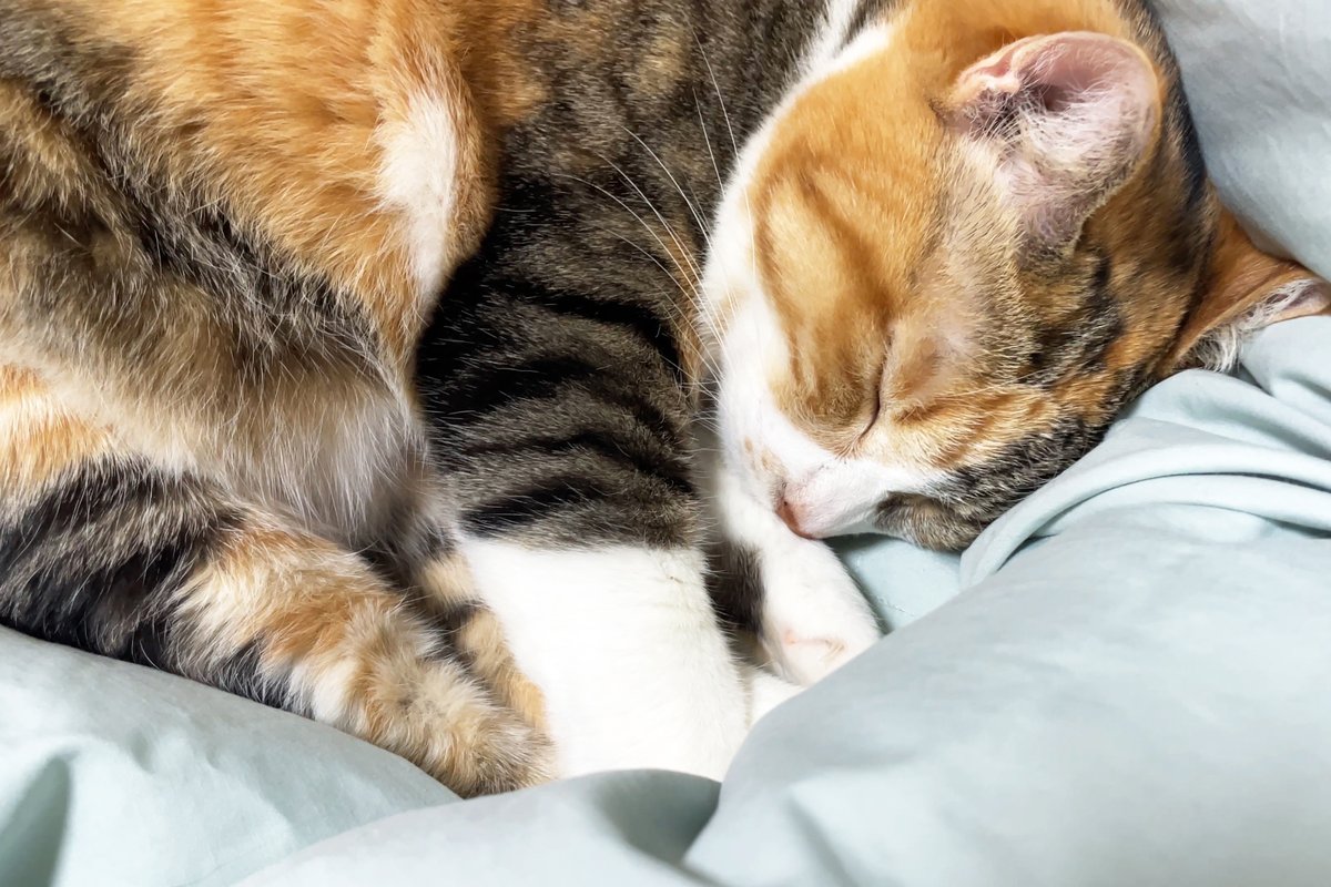 2ページ猫漫画「お布団いっしょに」