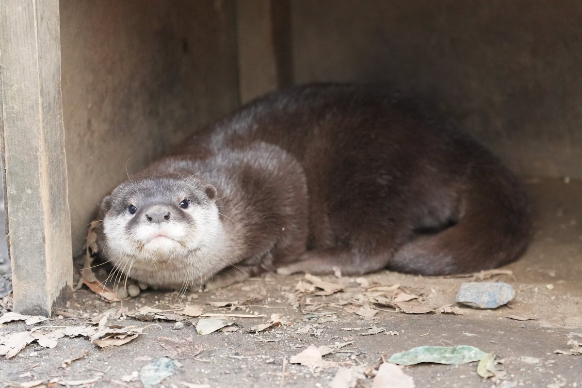 着いたらもう寝そうな雰囲気だったので、少しだけカワウソ🥰 #埼玉県