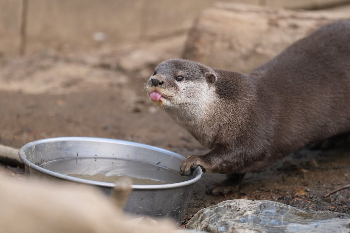 着いたらもう寝そうな雰囲気だったので、少しだけカワウソ🥰 #埼玉県