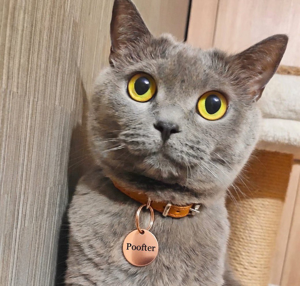 _aussie17's tweet image. Since yelling Poofter is illegal now in Melbourne my mate needs a new name pls help!