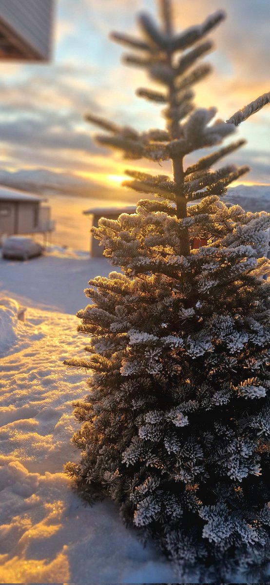 NorthernFrom's tweet image. Доброго солнечного утра всем. Я некоторое время буду восхищаться солнцем,наравне с  северным сиянием. 😁