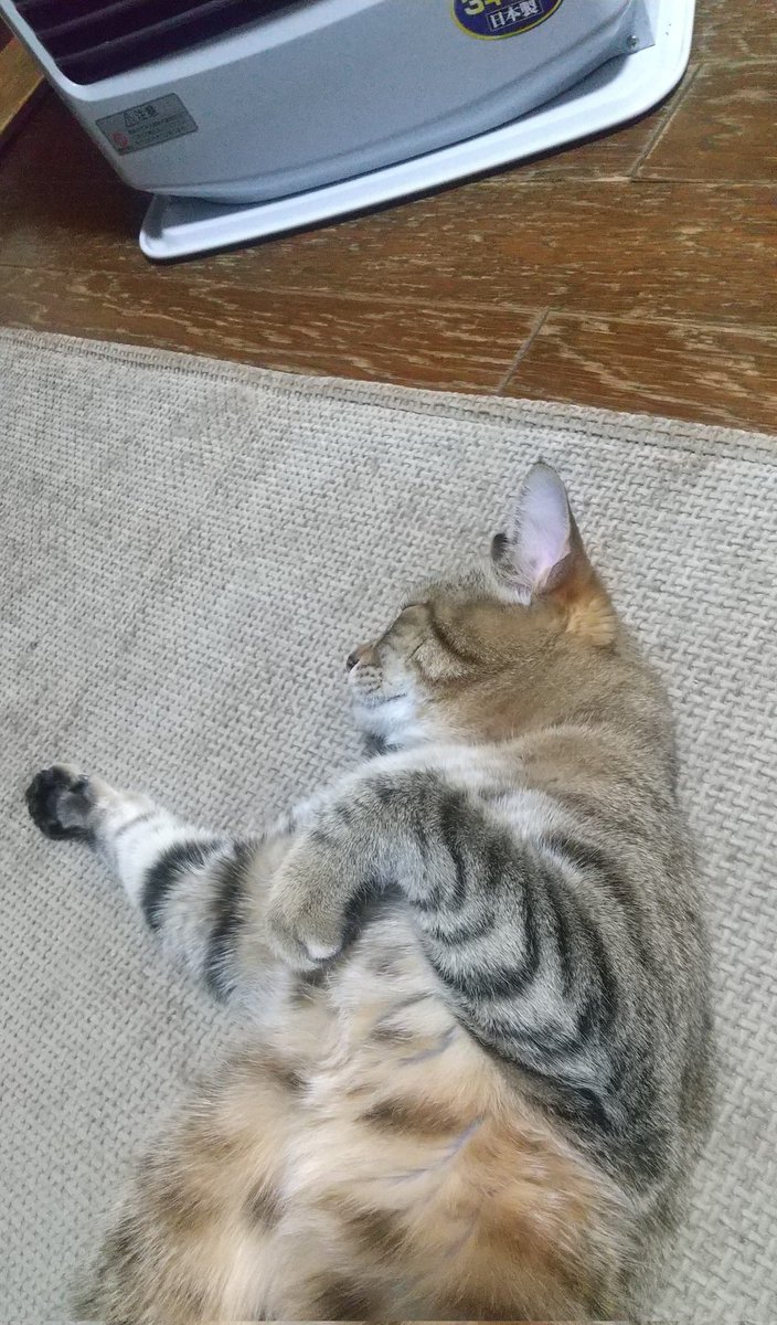 特等席で爆睡🐱