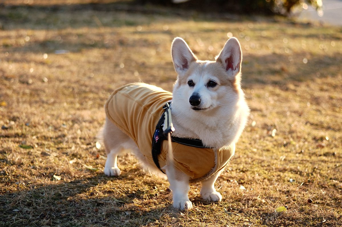 JohnnyTheCorgi🇯🇵 (@CorgiJohnny) / Posts / X
