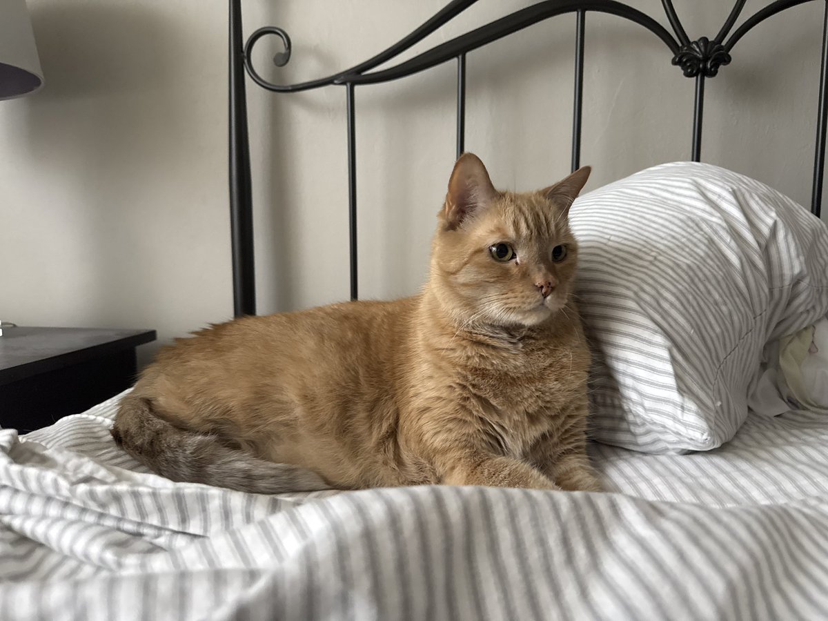 Orangachung's tweet photo. @commentiquette Can my cat be in the video https://t.co/bUZPbv09dG