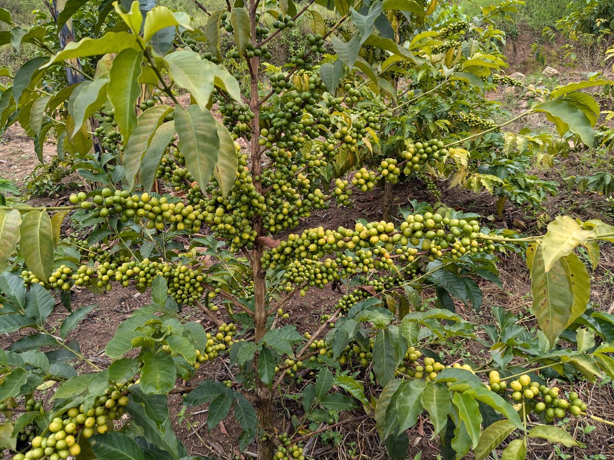 JentusJ's tweet photo. Green today, exceptional tomorrow.

Our coffee cherries are developing beautifully  quality starts here. 

#CoffeeQualityIsOurAmbition https://t.co/6br4vdHHXW