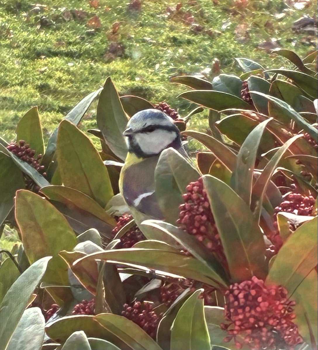 Jetze Genee tweet media