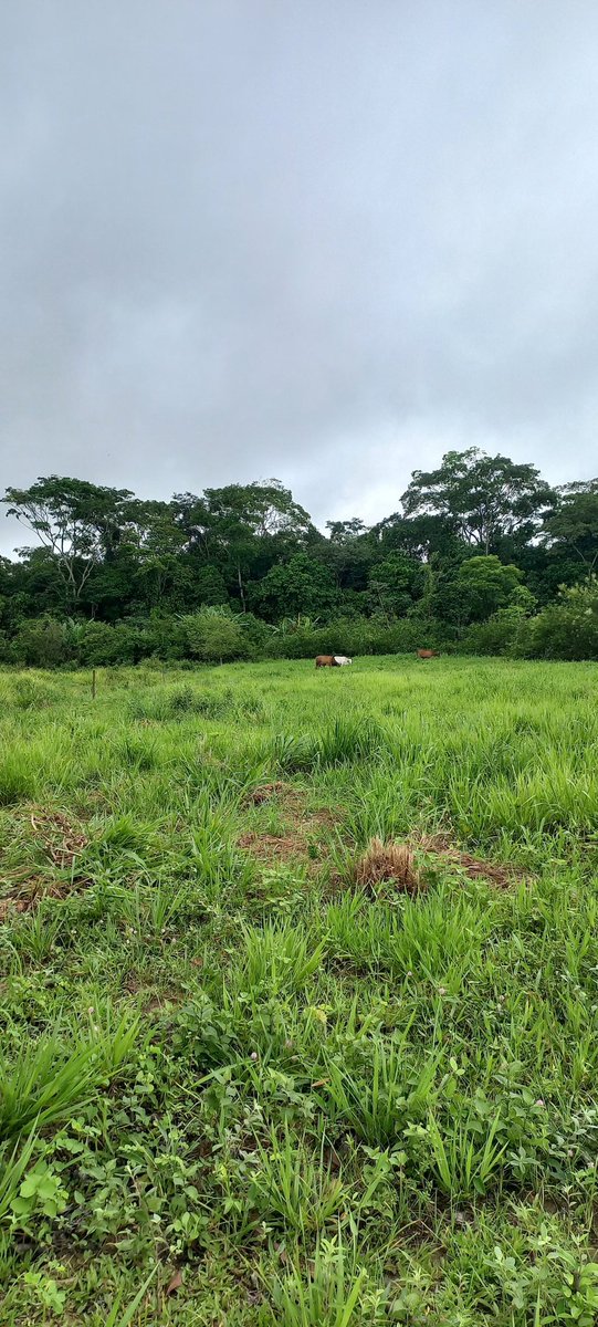 fernandolima281's tweet image. Bom dia