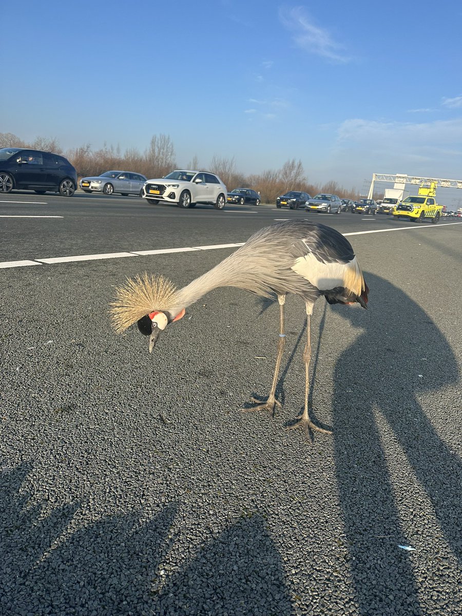 RWSverkeersinfo's tweet image. 💔 Op de #A2 bij Breukelen is een kraanvogel aangereden en zijn maatje blijft trouw in de buurt. Ondanks inzet van weginspecteur en dierenambulance kon hij niet worden gevangen. Er geldt momenteel een snelheidsmaatregel richting Utrecht. 📸: @WIS_William_
