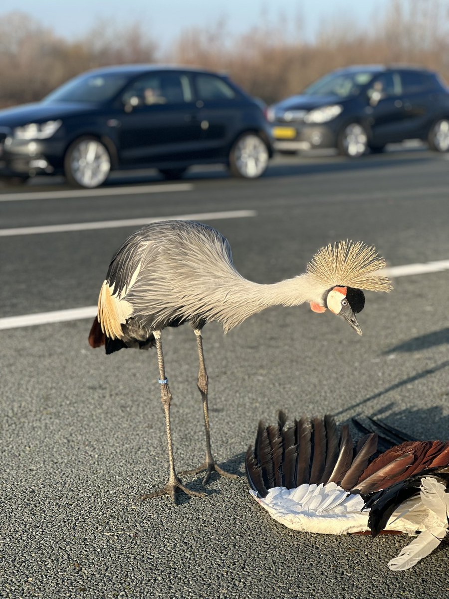 RWSverkeersinfo's tweet image. 💔 Op de #A2 bij Breukelen is een kraanvogel aangereden en zijn maatje blijft trouw in de buurt. Ondanks inzet van weginspecteur en dierenambulance kon hij niet worden gevangen. Er geldt momenteel een snelheidsmaatregel richting Utrecht. 📸: @WIS_William_