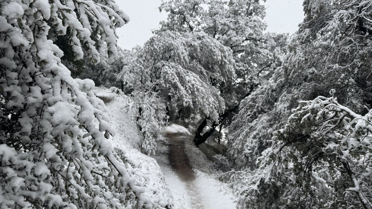 Josep Maria Picas tweet media