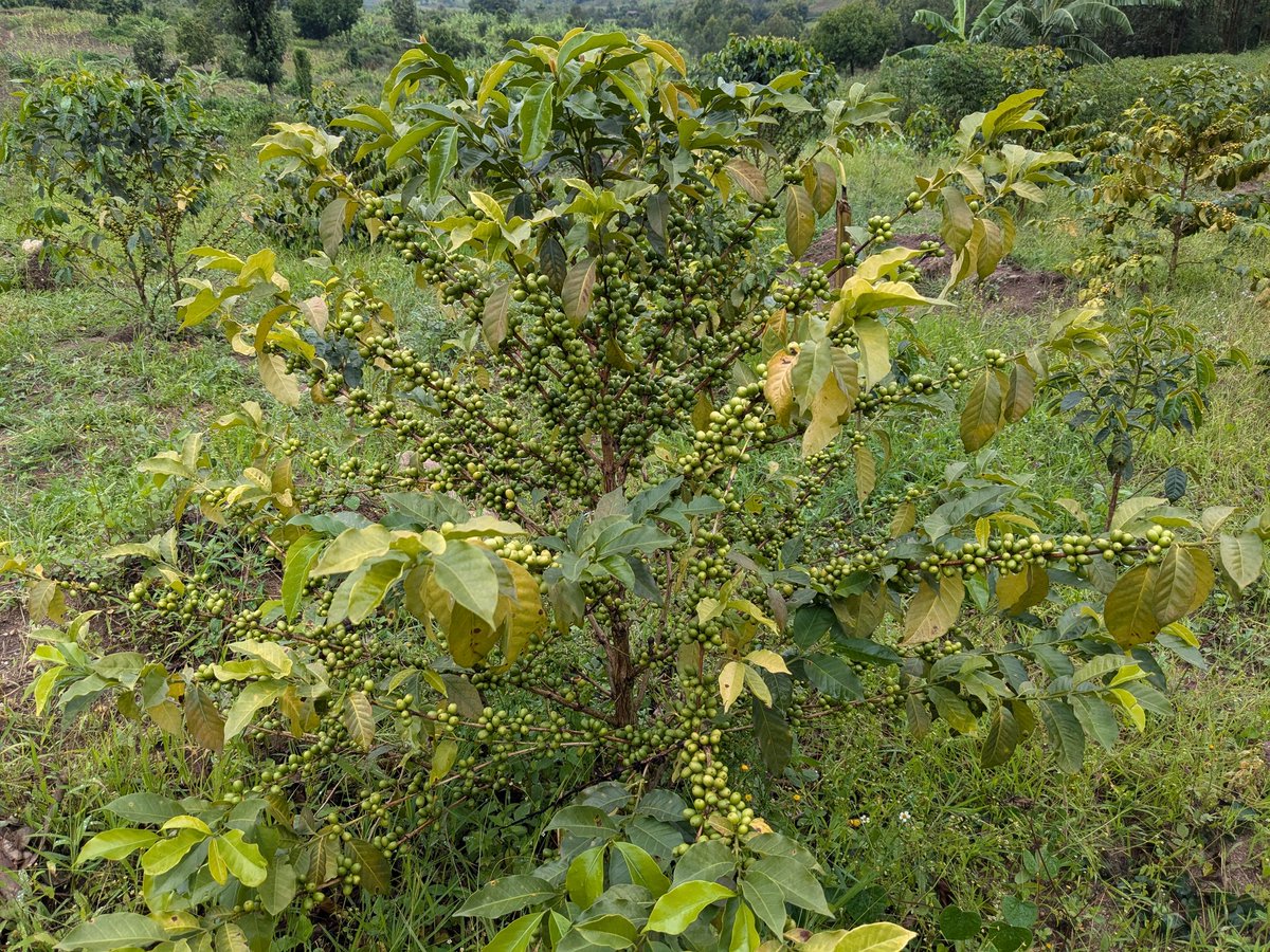 JentusJ's tweet photo. This is how quality looks before the cup.

Strong trees, uniform cherries, promising harvest

#CoffeeProduction #QualityCoffee https://t.co/R1HzrxBlqS