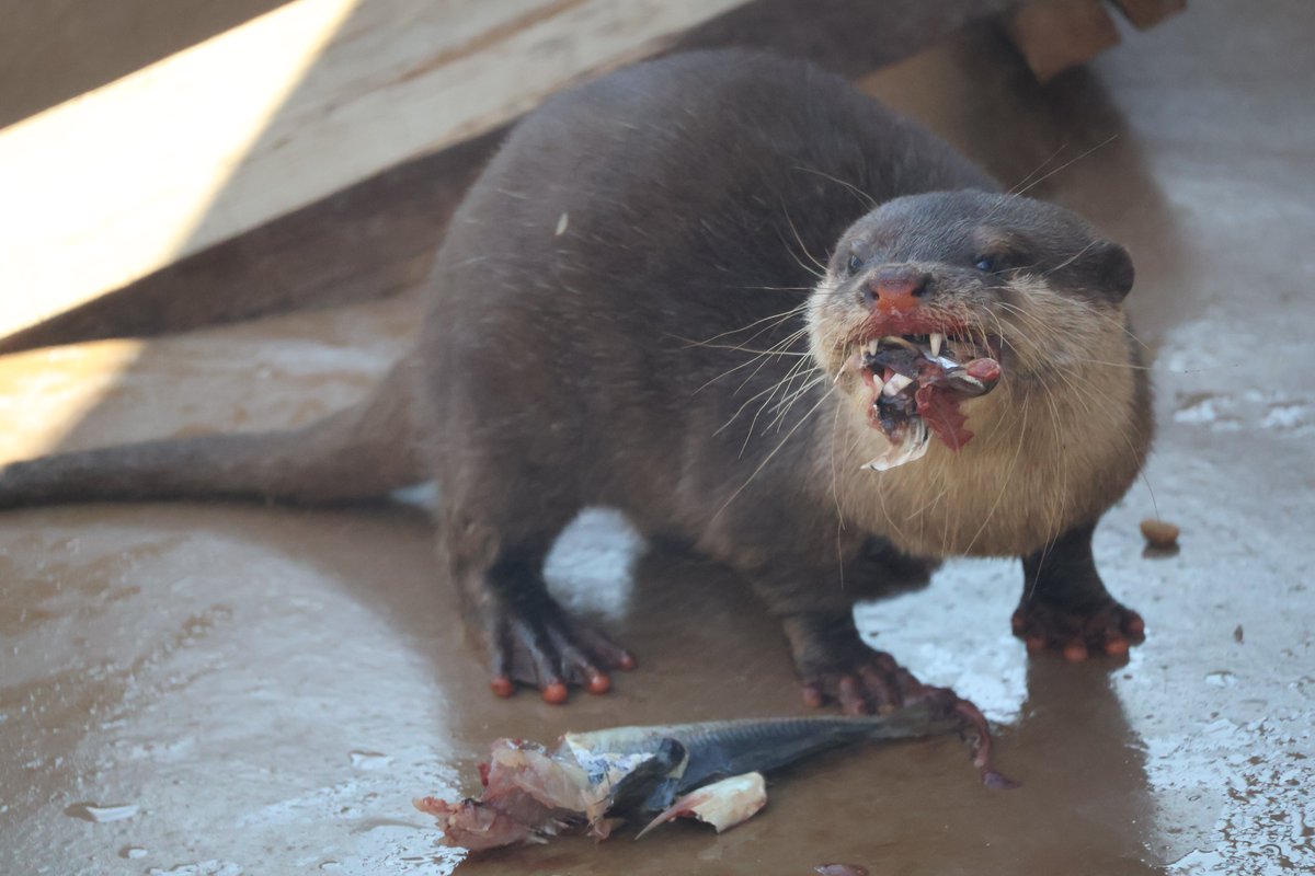 カワウソ様 HANSA BH5087 カワウソ 獺 かわうそ ぬいぐるみ リアル : Dear Bear
