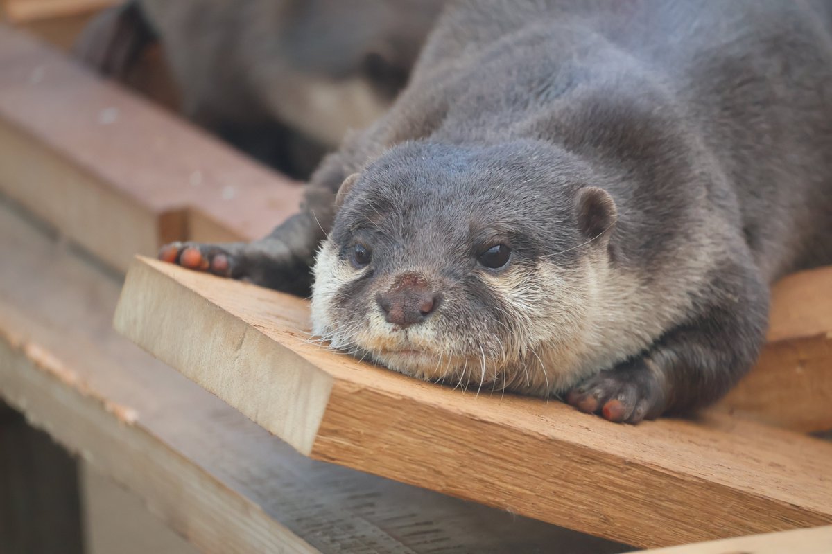 ワイルド＆キュートなカワウソたち。 #会うぜけもV #かみね動物園