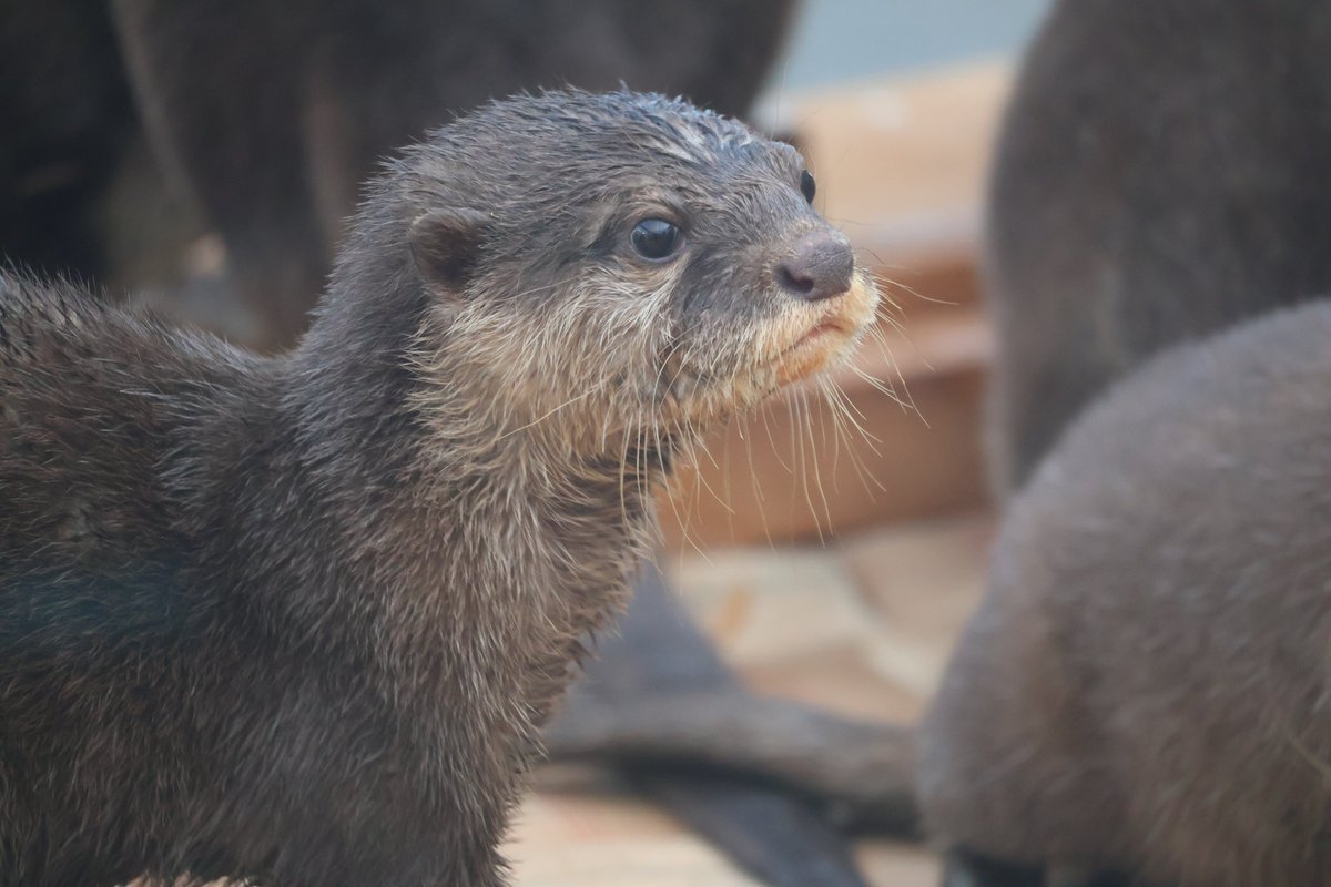 カワウソ様 ワイルド＆キュートなカワウソたち。 #会うぜけもV #かみね動物園