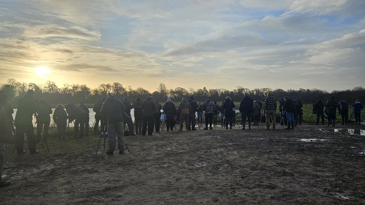 ED Birding tweet media