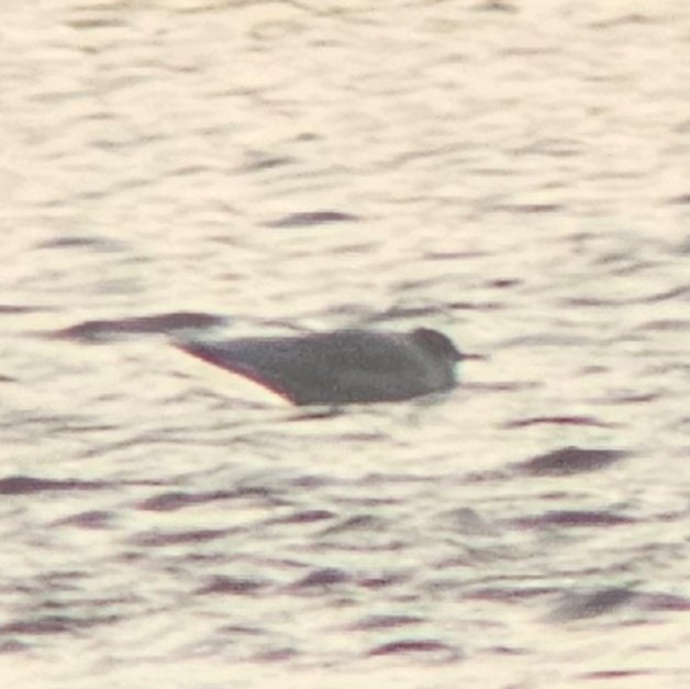 ED Birding tweet media